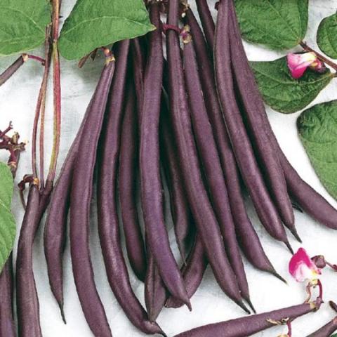 Trionfo Violetto beans, long narrow violet bean pods
