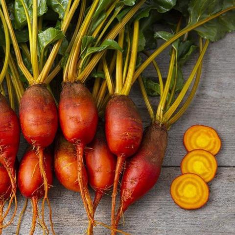Badger Flame beets, orange elongated beets, gold inside