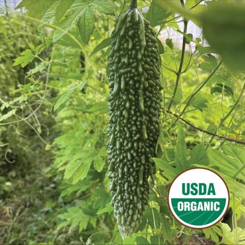 Futo Spindle bitter melon, like a skinny cucumber with many small dripping bumps