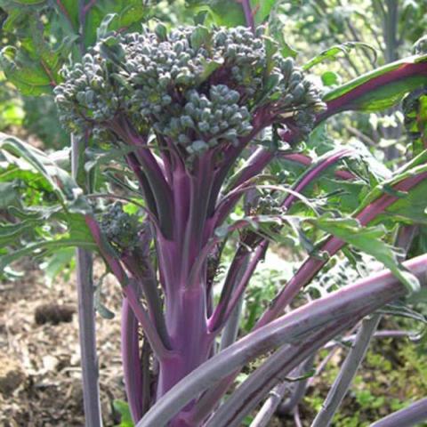 Purple Peacock broccoli, purple stems and blue-purple mini broccoli head