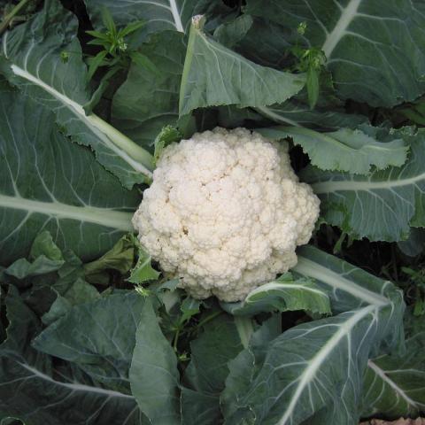White cauliflower, tight dense white vegetable head surrounded by gray green leaves