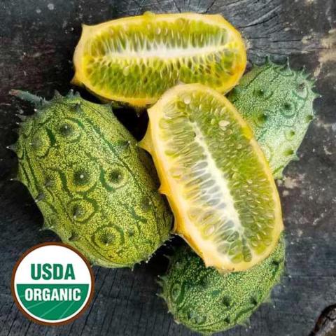 Cucumis metuliferus, long oval horned fruits green are transparent yellow inside 