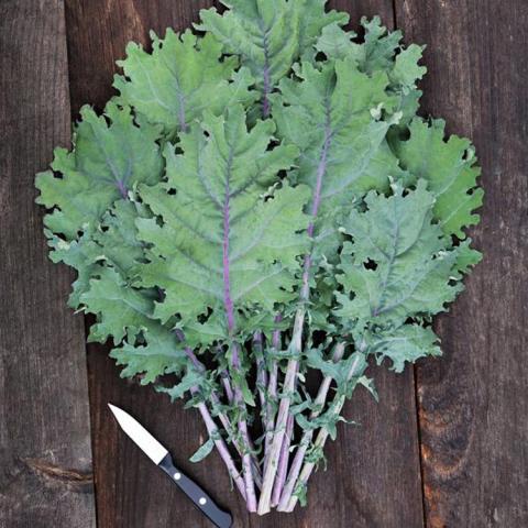 Red Russian kale, ruffled blue-green leaves and purple stems