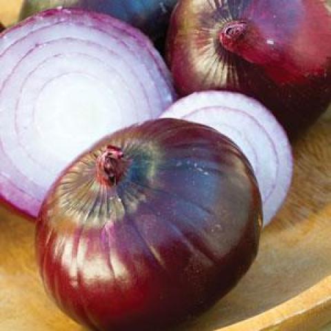 Red Zeppelin onions, red-purple outside and white tinged with purple inside
