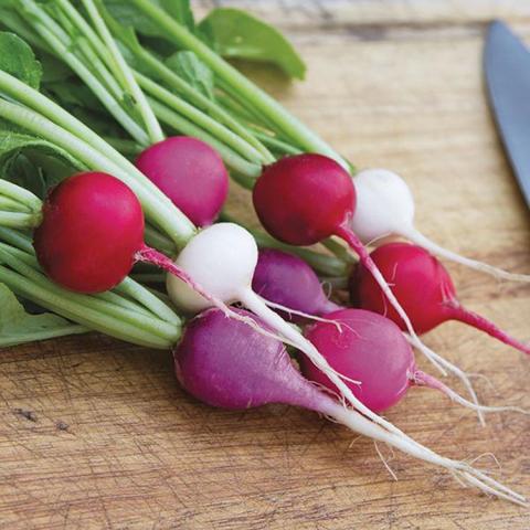 Valentine's Day Blend radishes, red, pink purple and white radishes