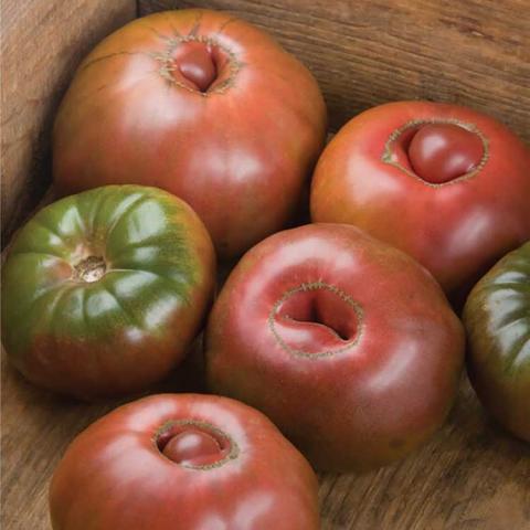 Black Krim tomato, dusky red large tomatoes, some with dark green shoulders