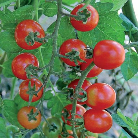 Tomato Mexico Cherry, round cherry tomatoes in a cluster on the vine