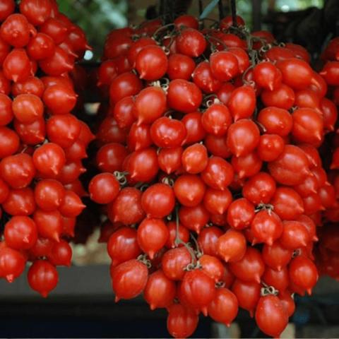 Tomato Piennolo Rosso, dense cluster of small red tomatoes with pointy ends