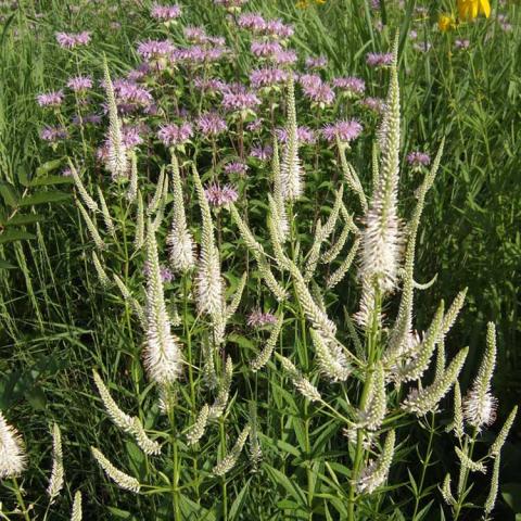 Culvers root and wild bergamot, white candelabra-like flowers in front, lavender mopheads in back