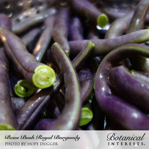 Royal Burgundy beans, curving purple beans, cut insides are light green