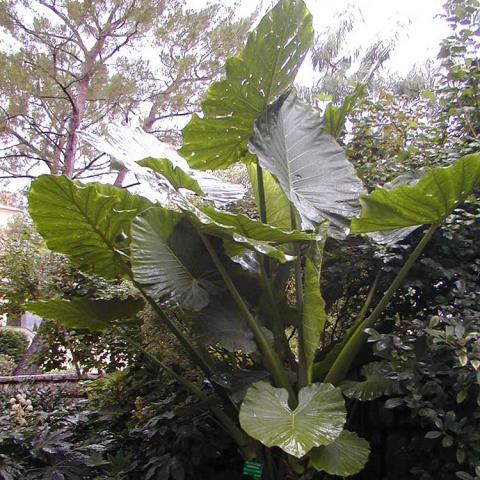 Alocasia, giant ribbed green leaves, each growing out of a long stiff upright stem