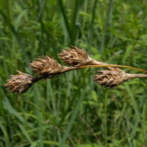 Carex brevior, green upright leaf blades in background, brown spiky seedheads on display in foreground