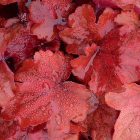 Heuchera Fire Alarm, scalloped red leaves with rain 