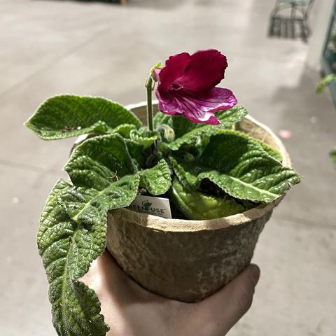 Cape Primrose, Red Bicolor. Flower in a pot with velvety green leaves and a single dark magenta flower. 
