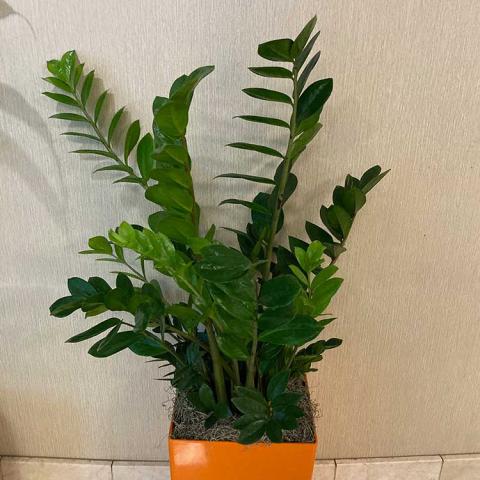 ZZ Plant, houseplant with upright dark green fronds on arching stems 