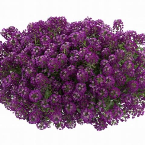 Alyssum Purple Stream, small purple flowers
