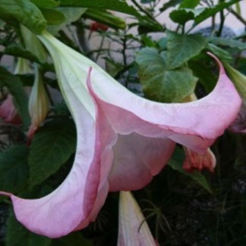 Brugmansia Insignis Pink, large, down-facing light pink trumpet flower
