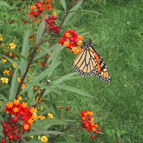 Asclepias curassavica 'Silky Deep Red' with monarch butterfly