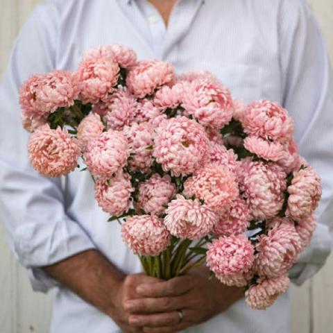 Tower Chamois aster, dusky pink chrysanthemum-like flowers
