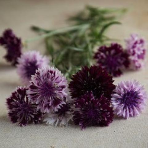 Classic Magic Mix Centaurea, dark purple and light lavender bachelor buttons