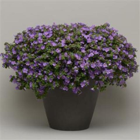 Bacopa MegaCopa Blue, small bluish purple flowers
