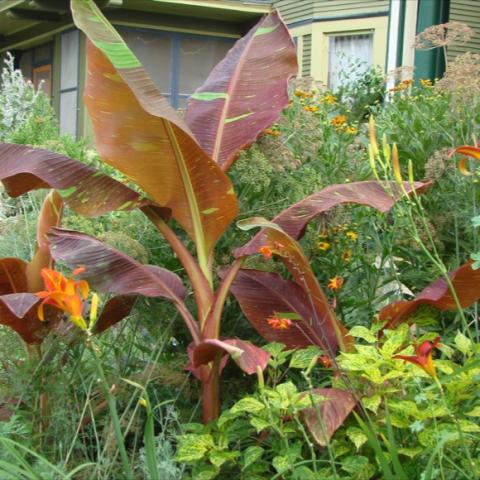 Musa 'Siam Ruby', giant, red striped leaves