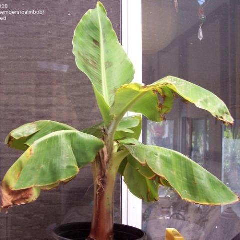 Truly Tiny banana plant, green leaves