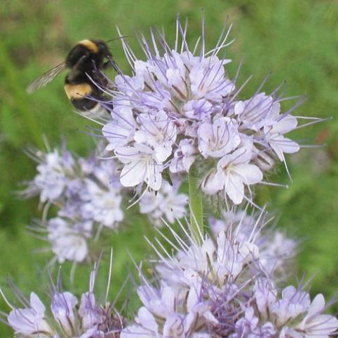 Phacelia tanacetifolia, light lavender-blue clusters of flowers and a bee!