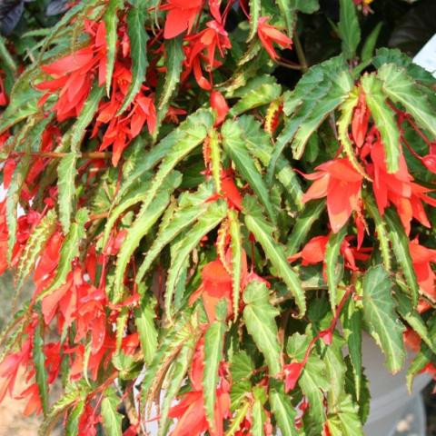 Begonia 'Bonfire Orange', trailing plant with red-orange flowers