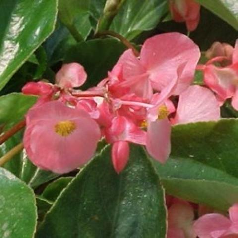 Begonia Dragonwing Pink, light pink flower