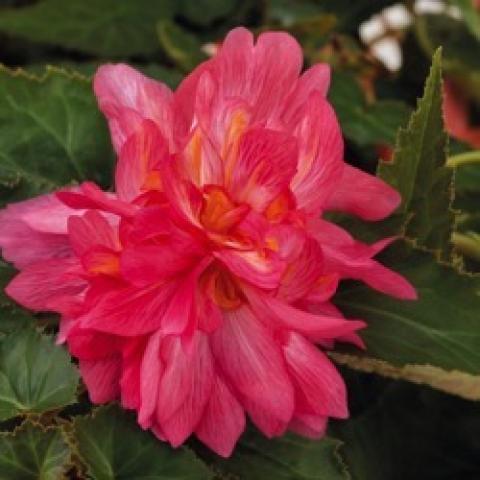 Begonia Funky Pink, fluorescent pink many-petaled begonia