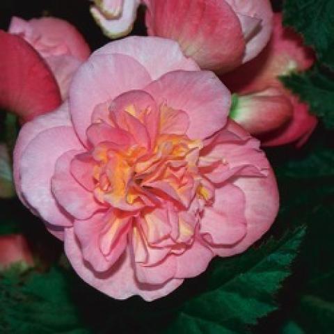 Nonstop pink tuberous begonia, double light pink flower