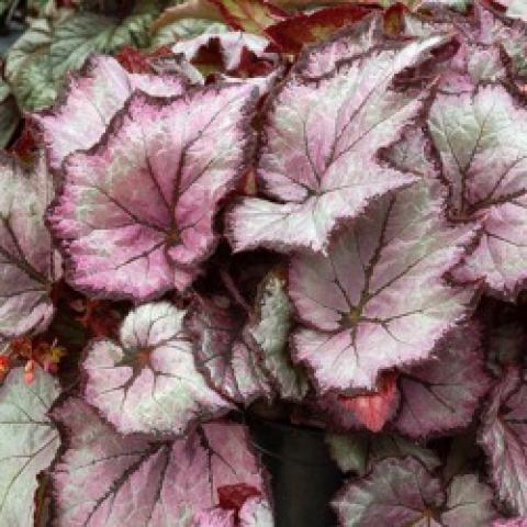 Shade Angel Pearl begonia, silver to burgundy leaves