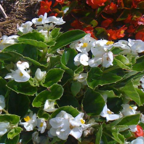 Begonia semperflorens 'Super Olympia White', white flowers, green leaves