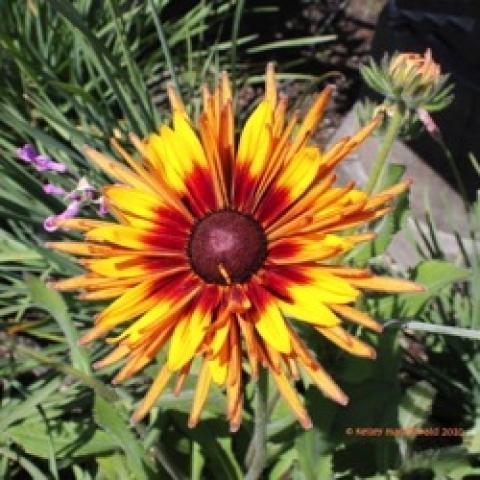 Rudbeckia Chim Crimine, black-eyed susan with quilled petals and brown around the brown eye