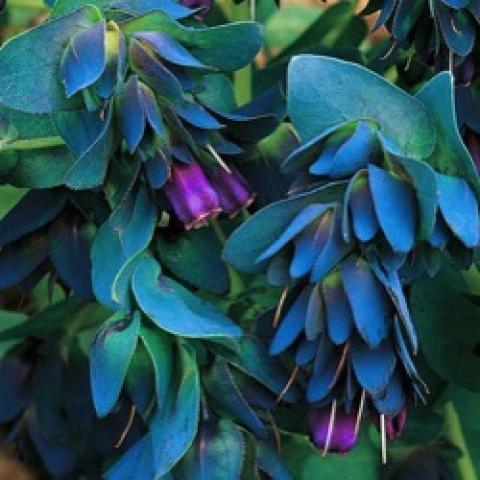 Cerinthe Pride of Gibraltar, blue strange flowers