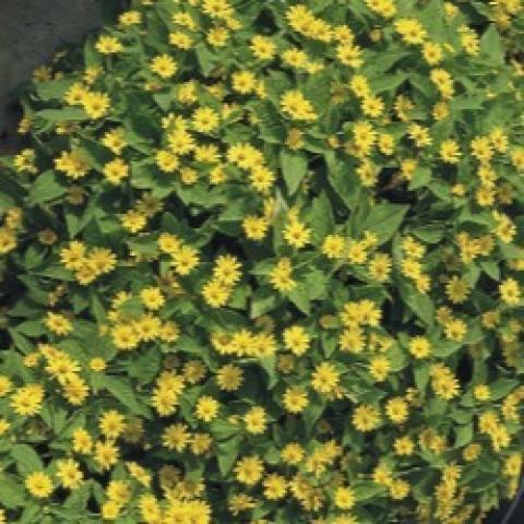 Melampodium Showstar, small yellow-yellow daisies