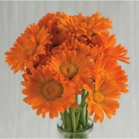 Calendula Alpha, orange daisies with wide centers and many petals