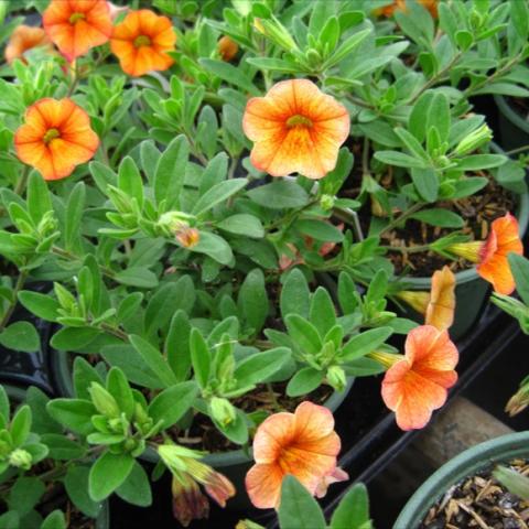 Callie Sunrise, yellow edge with an orange-red center