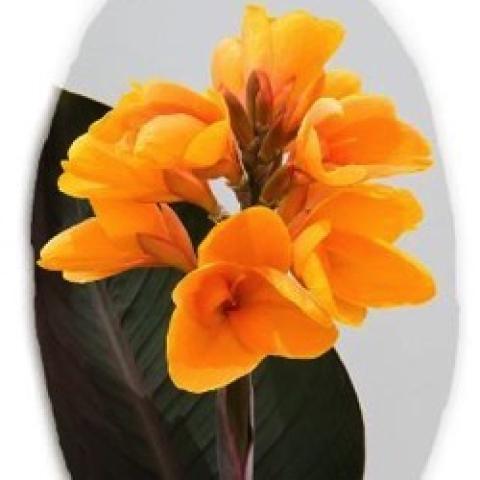 Canna Elite Chocolate Sunrise, very dark leaves and gold-orange flowers
