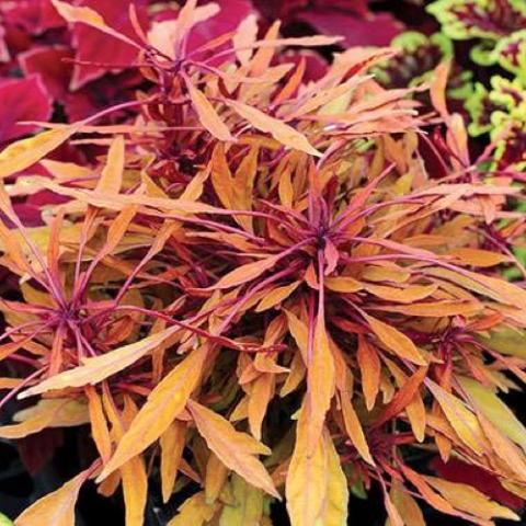 Coleus Sun Fancy Feathers Copper, narrow multi-colored leaves of fuschia, orange, and yellow