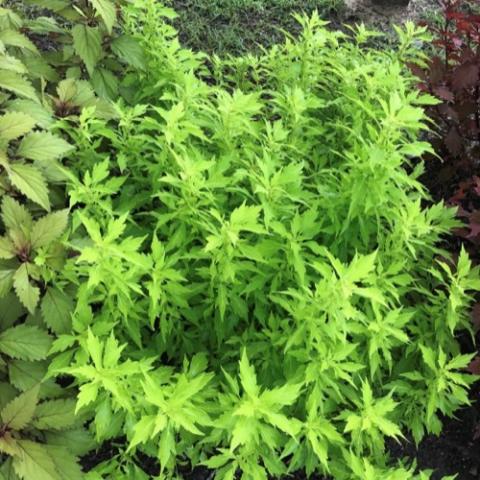Coleus Flamethrower Salsa Verde, yellow-green leaves