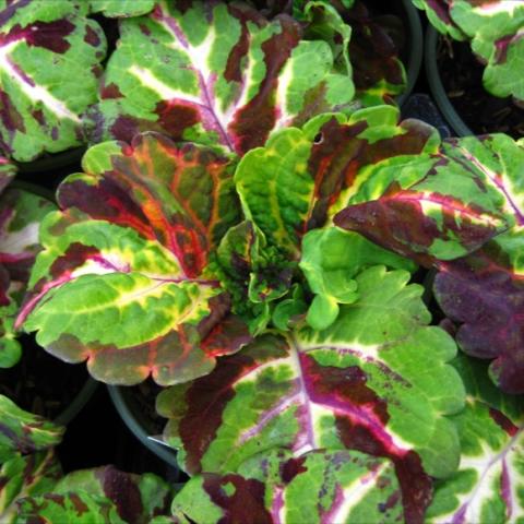 Coleus 'Kong Mosaic' green leaves with splotches of yellow and red