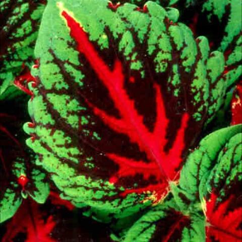 Coleus 'Kong Red' vibrant red center of green leaf with dark areas between