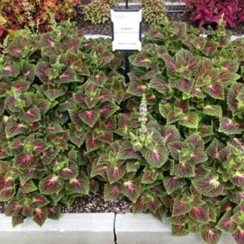 Coleus Mainstreet La Rambla, multicolored quilted leaves in white, pink and green
