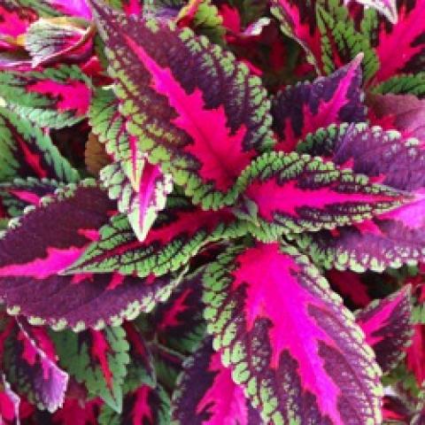 Coleus Main Street Ruby Road, bright pink centers, light green and purple edges, long leaves