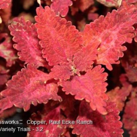 Coleus Stained Glassworks Copper, orange red triangular leaves, ruffled edges