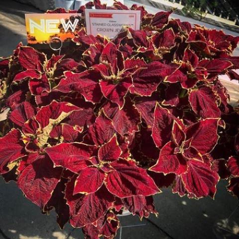Coleus Stained Glassworks Crown Jewel, very red leaves with slight yellow-green edge
