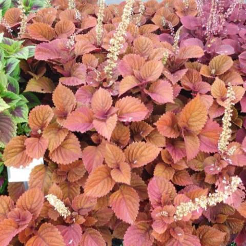 Coleus Inferno, deep rusty red leaves with spikes of white flowers
