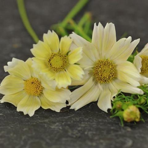 Cosmos Xanthos, light yellow, jagged petal ends